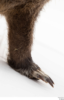 Nutria leg 0018.jpg